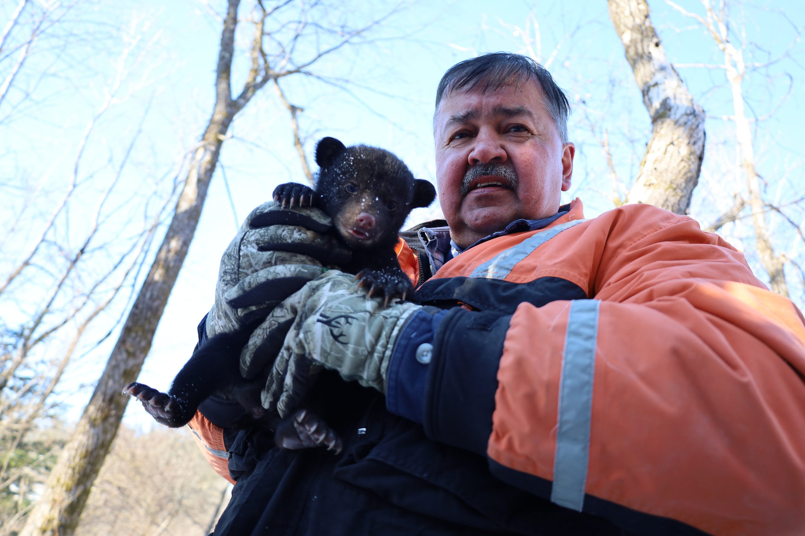 Menominee Nation’s 30 Years of Black Bear Management - Native American