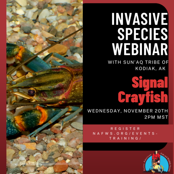 Invasive Species: Signal Crayfish